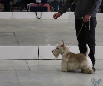 HotDog140914
