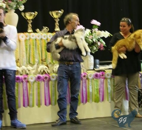 EnzoBruges2015