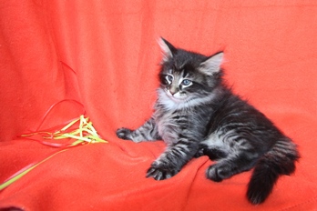 Tiffany du fjord d'argent