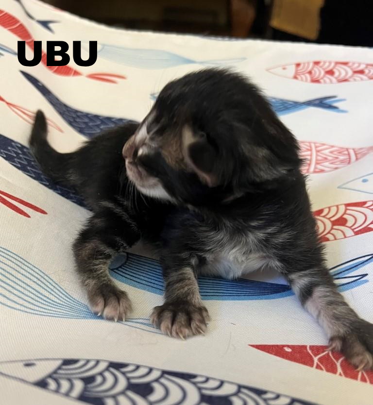 Ubu 1 semaine