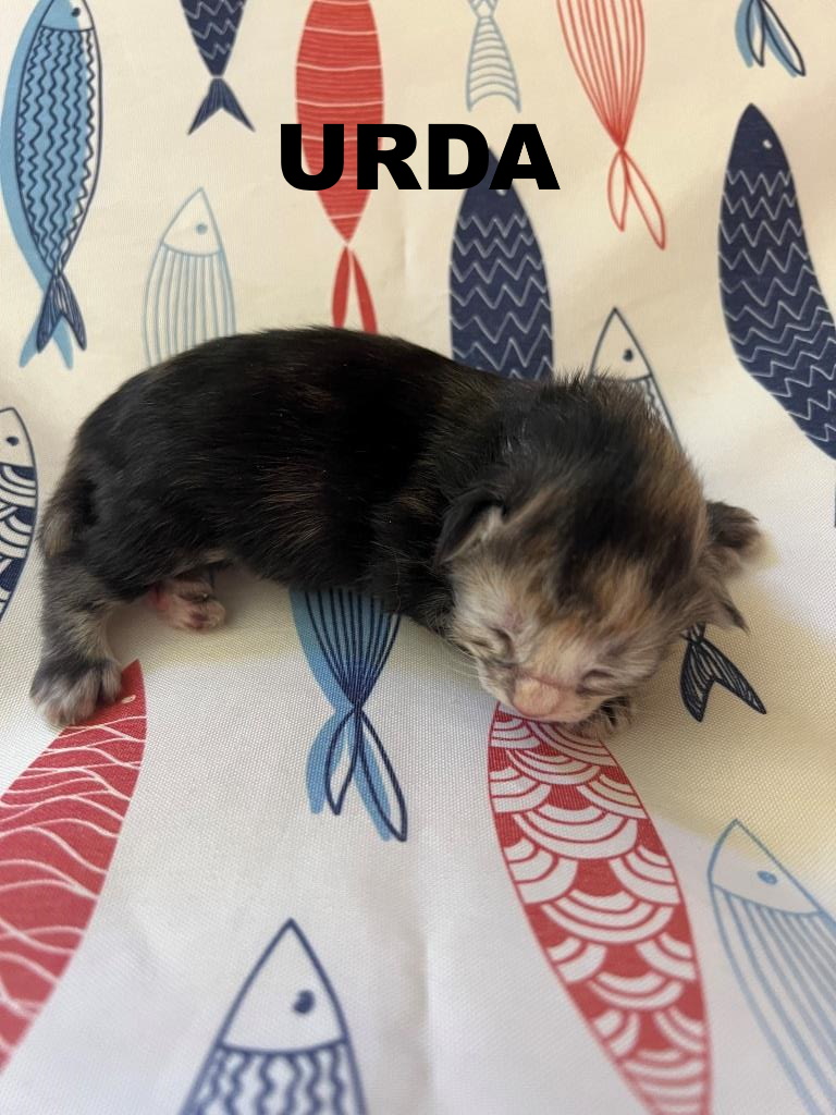Urda 1 semaine