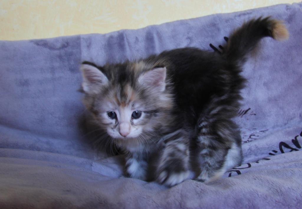 urda 1 mois