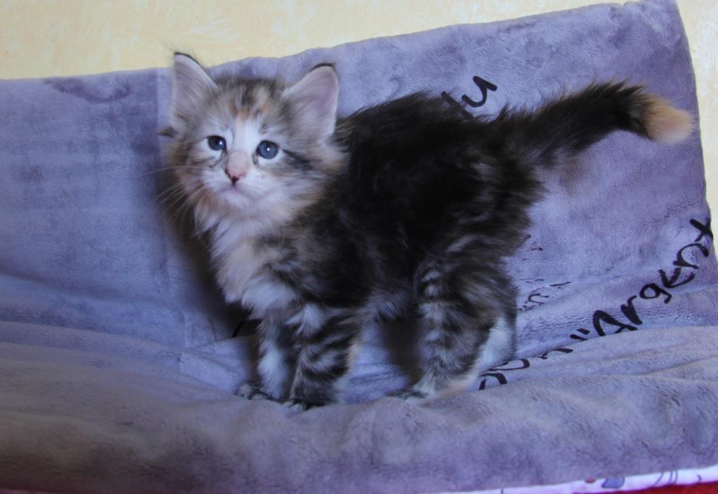 Urda 1 mois
