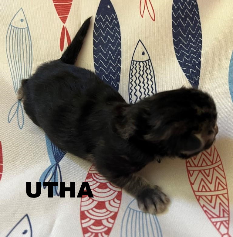 Utha 1 semaine