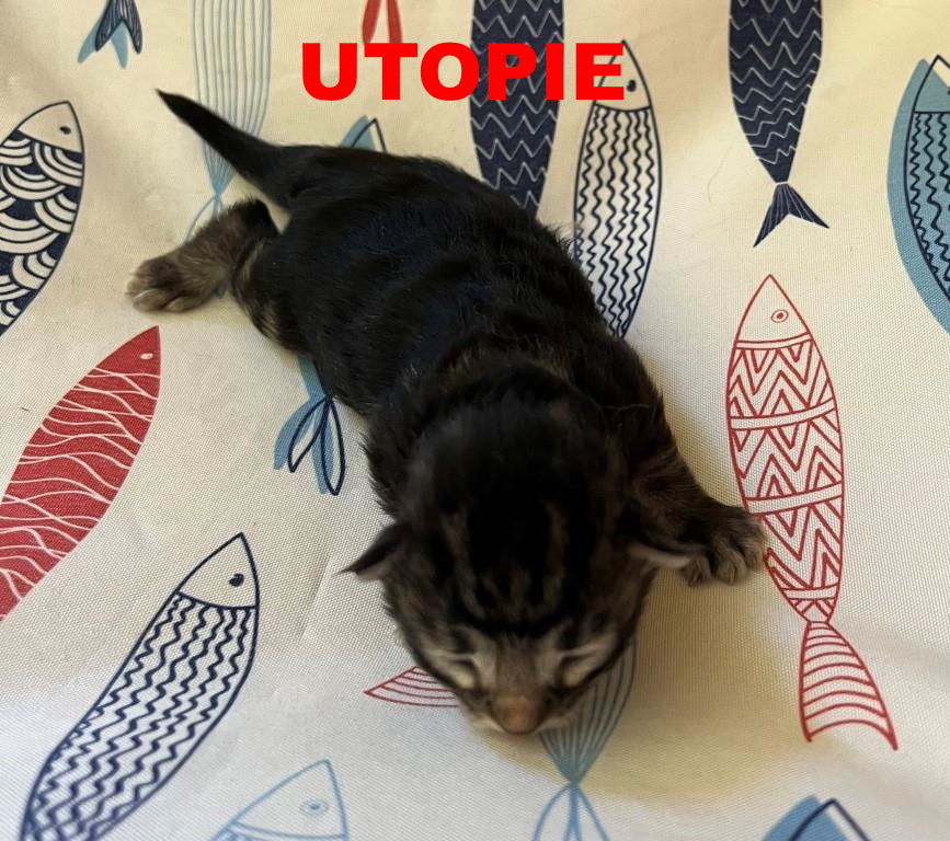 Urda 1 semaine