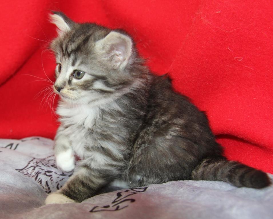 Zoé 1 mois