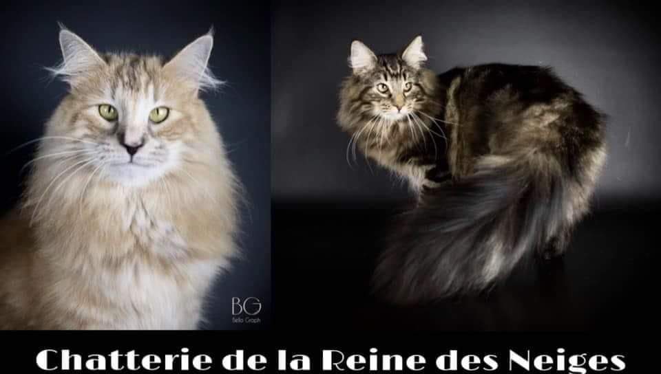 Reine des neiges