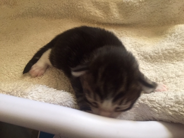 odin 1sem