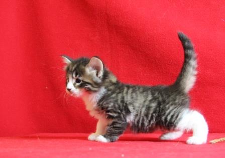 pattes 5 week
