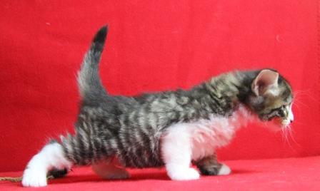 pattes 5 week