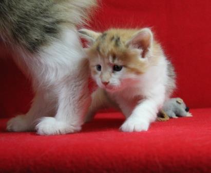 pinia 5 week