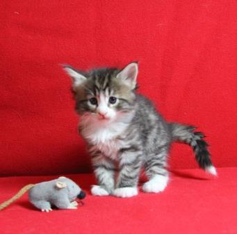 pink 5 week