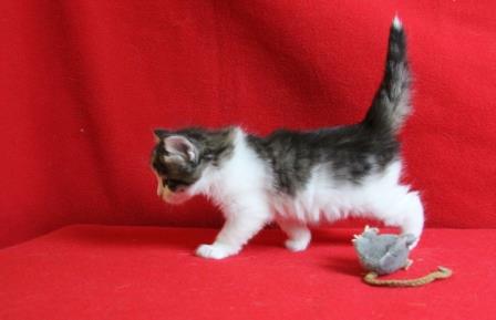 prem's 5 week