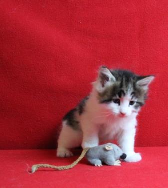 prem's 5week
