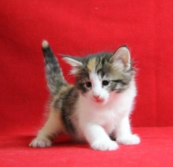 purdey 5 week