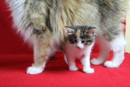 purdey 5 week