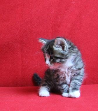 queen 5 week