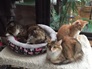 three