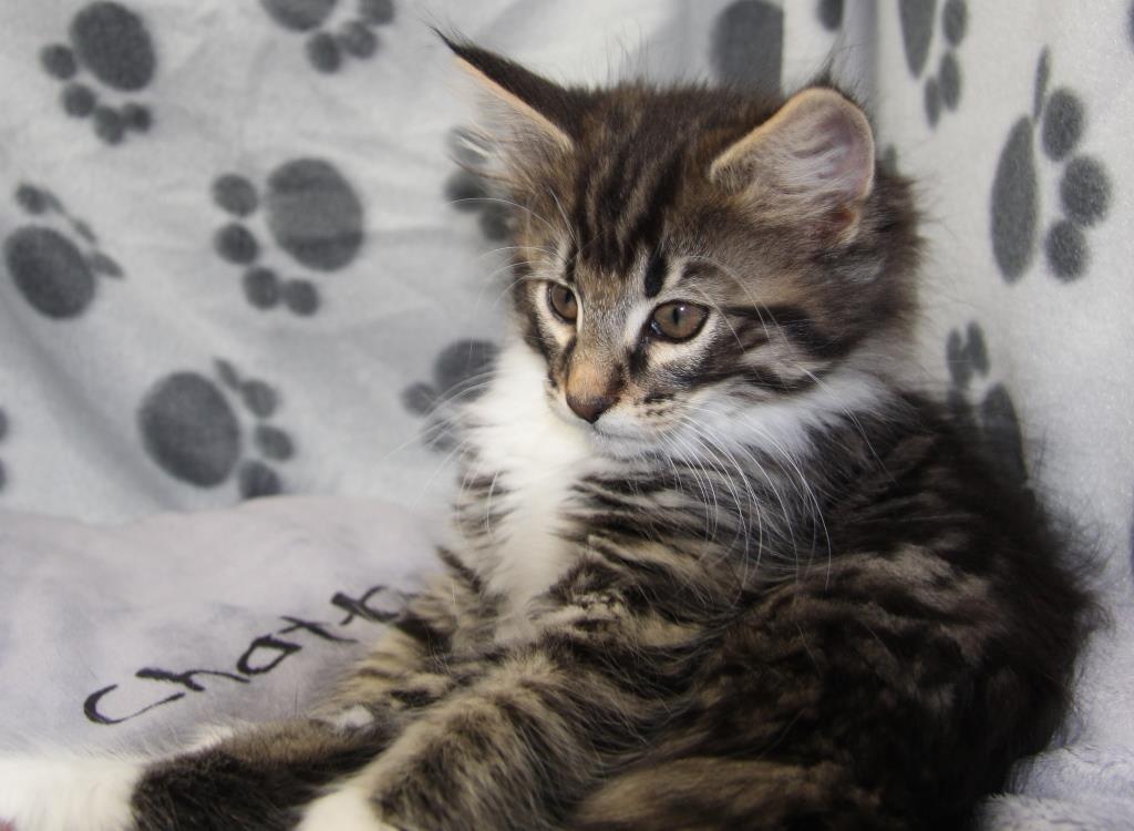 Wally 2 mois