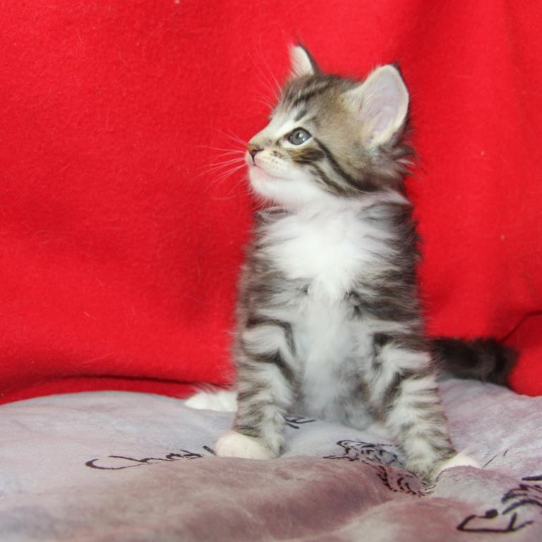 Watson 1 mois